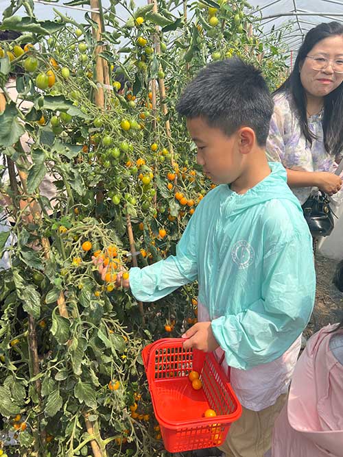采摘番茄-(2).jpg 采摘番茄-(2).jpg